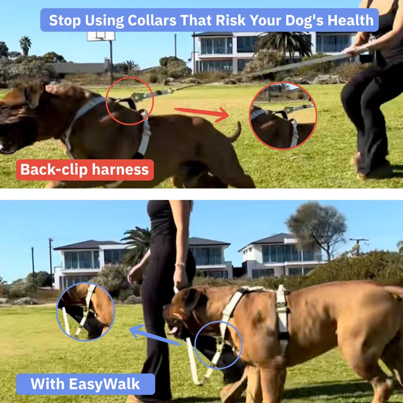 No-Pull Harness